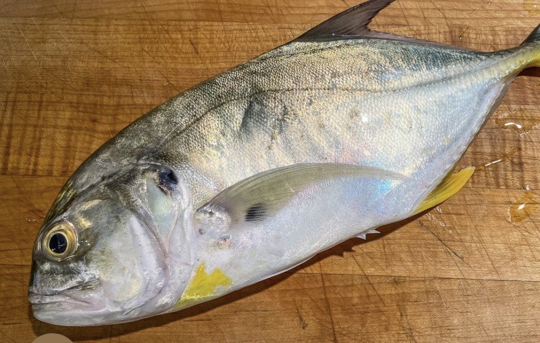 JACK FISH [SML]